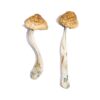 Buy McKennaii Magic Mushrooms