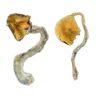 Buy Panama Magic Mushrooms